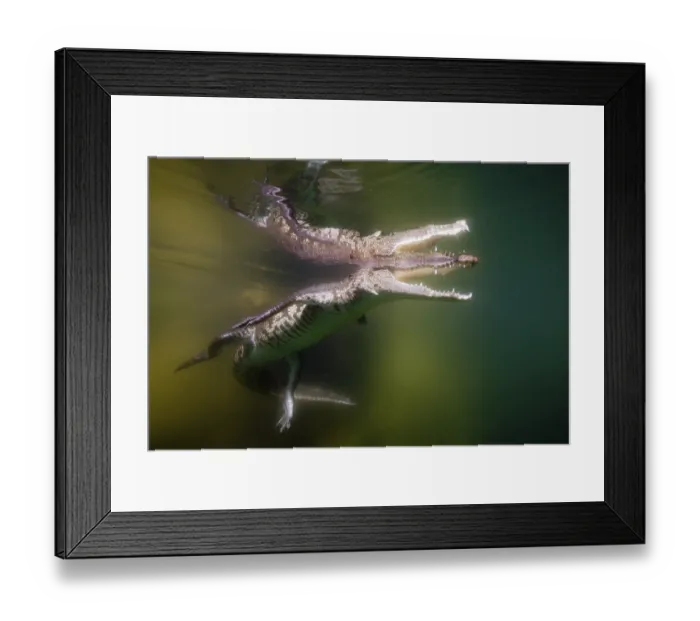 Framed Print : Juvenile crocodile, Crocodylus acutus Framed Print : Juvenile crocodile, Crocodylus acutus