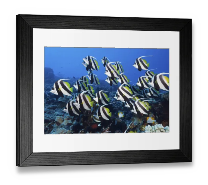 Framed Print : School of Pennant coralfish, Heniochus acuminatus