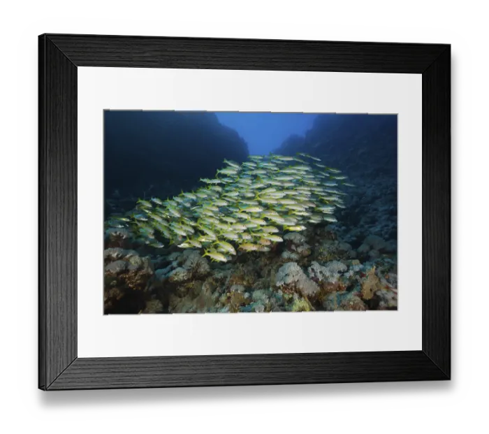 Framed Print : Shoal of yellowfin mullets, Mulloidichthys vanicolensis Framed Print : Shoal of yellowfin mullets, Mulloidichthys vanicolensis