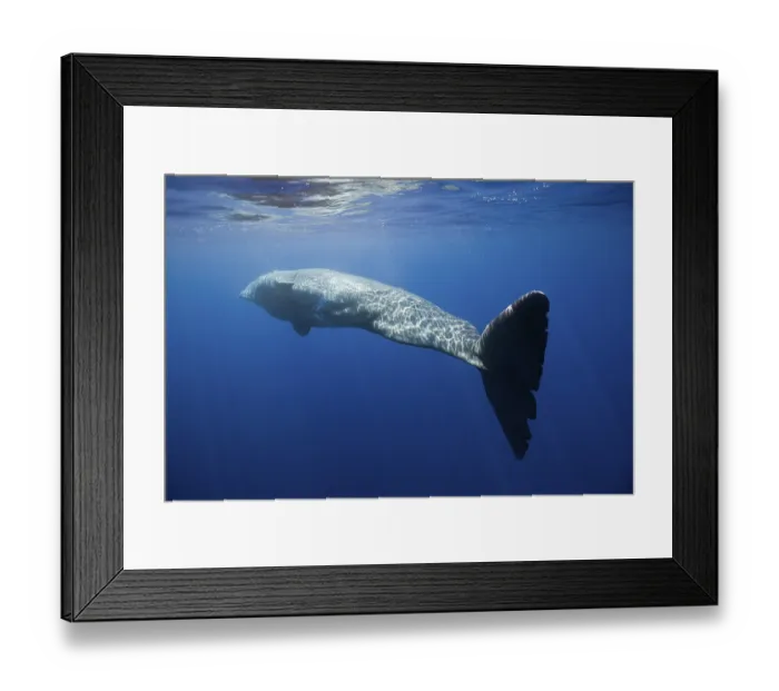 Framed Print : Sperm whale, Physeter catodon, Lesser Antilles Framed Print : Sperm whale, Physeter catodon, Lesser Antilles