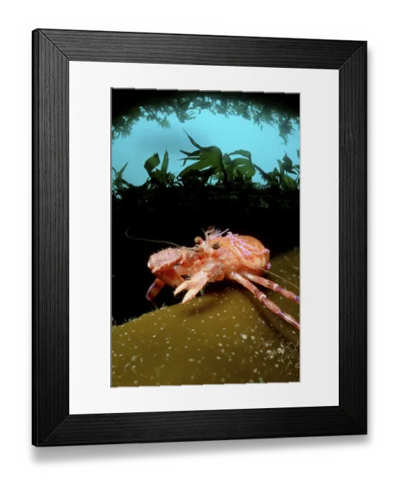 Framed Print : Prideaux's Hermit Crab (Pagurus prideaux) (Eupagurus prideaux)