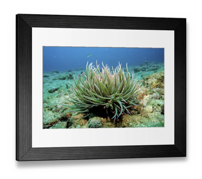 Framed Print : Opelet anemone (Anemonia sulcata)