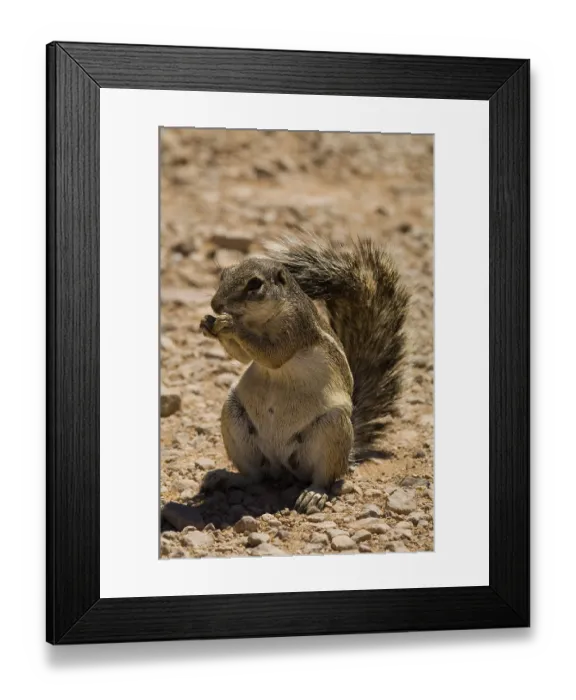 Framed Print : Barbary Ground Squirrel, with nut, Namibia, Africa Framed Print : Barbary Ground Squirrel, with nut, Namibia, Africa