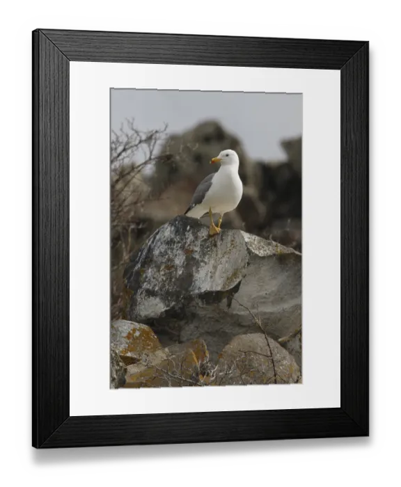Framed Print : Armenian Gull (Larus armenicus)