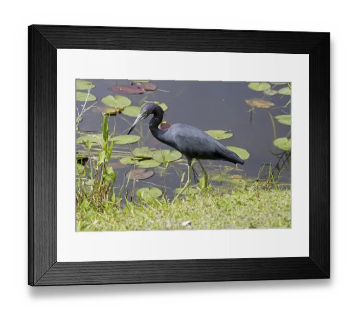 Framed Print : Little Blue Heron (Egretta caerulea) Framed Print : Little Blue Heron (Egretta caerulea)