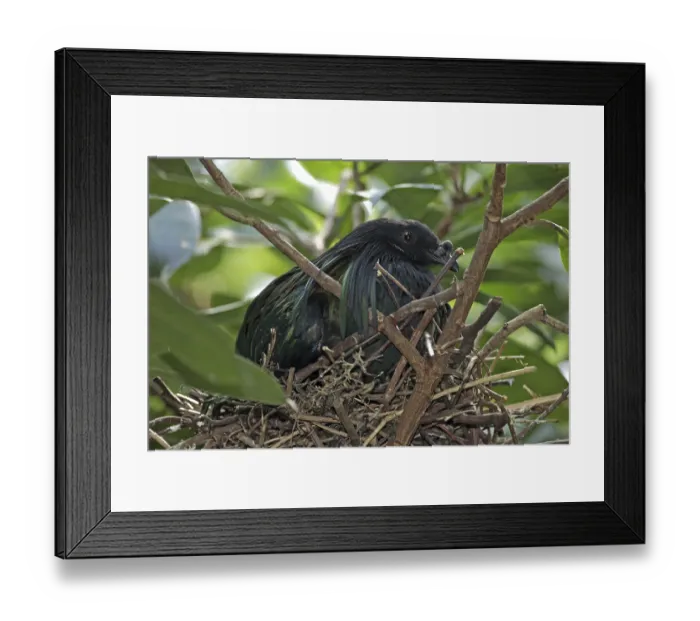 Framed Print : Nicobar Pigeon (Caloenas nicobarica) Framed Print : Nicobar Pigeon (Caloenas nicobarica)