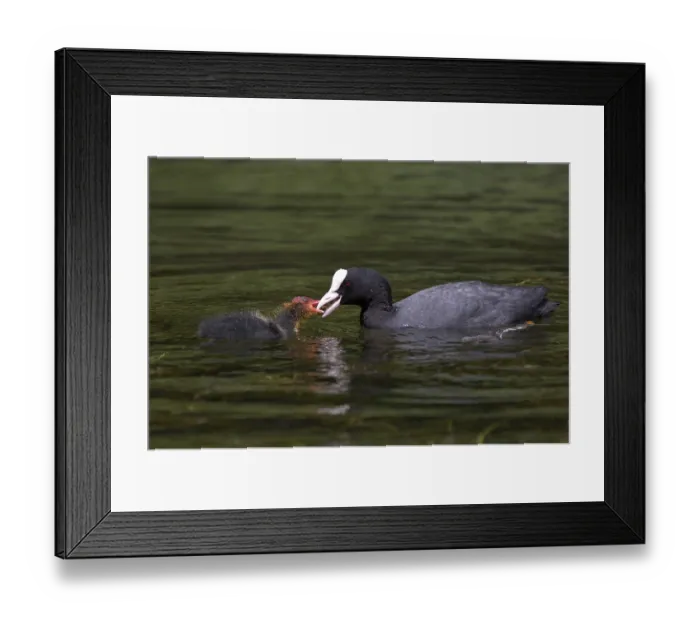 Framed Print : Common Coot (Fulica atra), adult feeding young