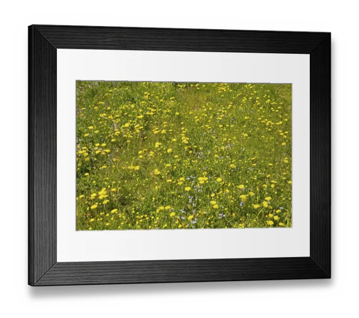 Framed Print : Colourful spring meadow in the Alps, Bavaria Framed Print : Colourful spring meadow in the Alps, Bavaria