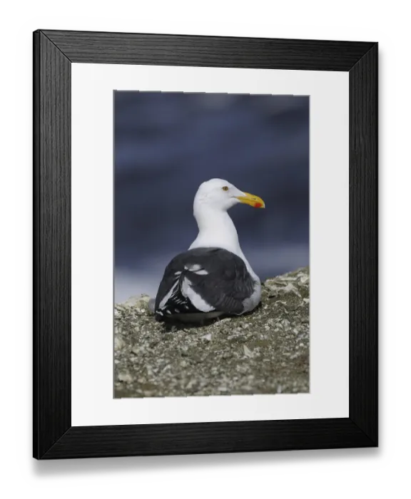 Framed Print : California Gull (Larus californicus) Framed Print : California Gull (Larus californicus)