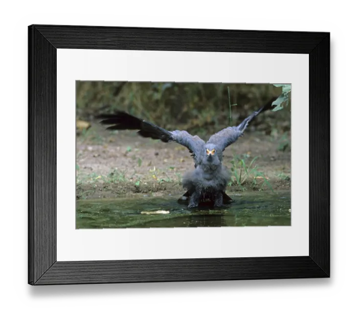 Framed Print : African Harrier-hawk (Polyboroides typus) Framed Print : African Harrier-hawk (Polyboroides typus)