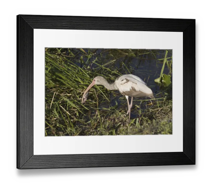 Framed Print : American White Ibis (Eudocimus albus) Framed Print : American White Ibis (Eudocimus albus)