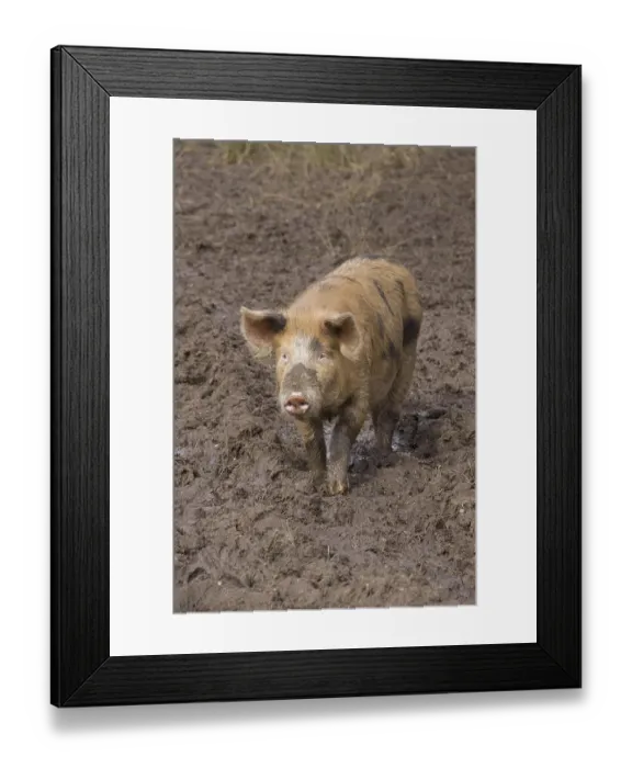 Framed Print : Free range Tamworth cross pig Framed Print : Free range Tamworth cross pig