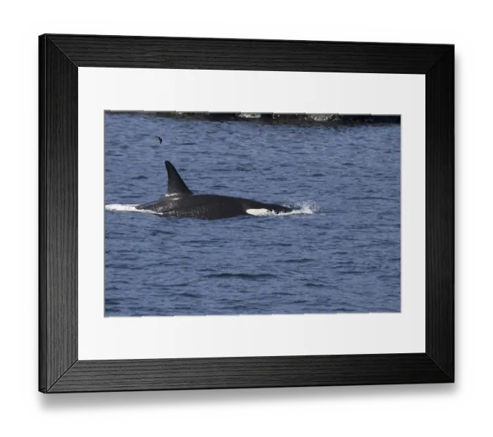 Framed Print : Orca whale (Orcinus orca) at sea, Galapagos