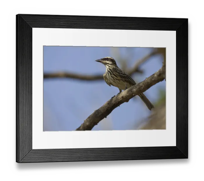 Framed Print : Streaked Flycatcher (Myiodynastes maculatus)