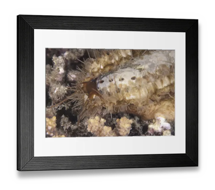 Framed Print : Ass's-ear Abalone (Haliotis asinina)