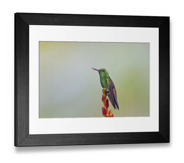 Framed Print : Copper-rumped Hummingbird (Amazilia tobaci)