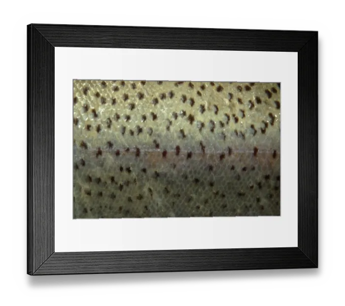 Framed Print : Rainbow Trout, skin with scales