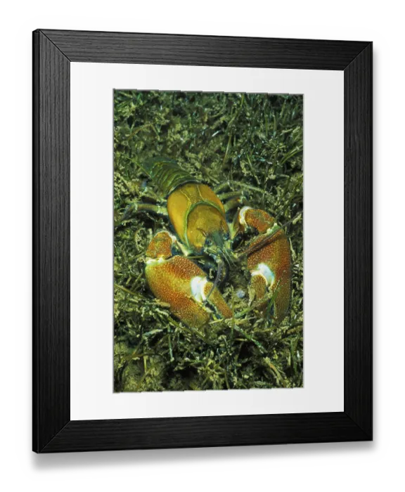 Framed Print : Signal Crayfish (Pacifastacus leniusculus)