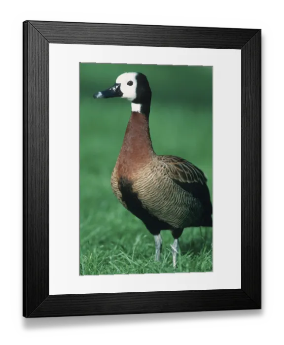 Framed Print : White-faced Whistling Duck (Dendrocygna viduata) Framed Print : White-faced Whistling Duck (Dendrocygna viduata)