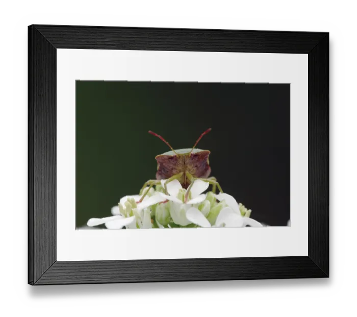 Framed Print : Green shield bug (Palomena prasina)