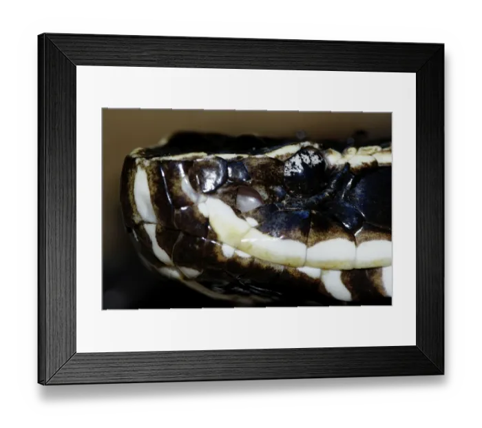 Framed Print : Mexican moccasin (Agkistrodon bilineatus)