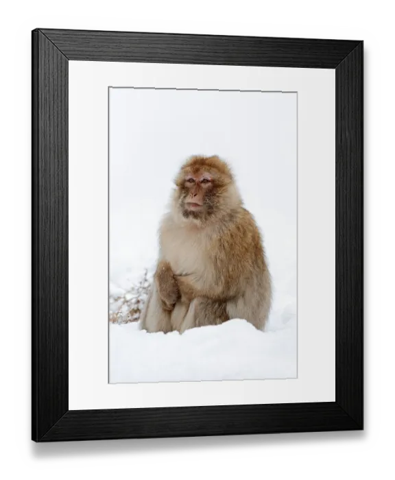 Framed Print : Barbary macaque (Macaca sylvanus) (Macaca sylvana) Framed Print : Barbary macaque (Macaca sylvanus) (Macaca sylvana)