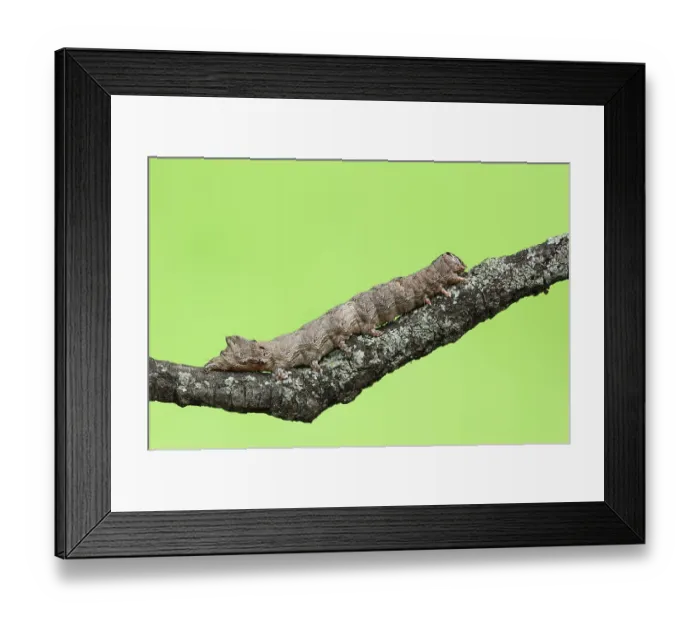 Framed Print : Hawthorn owl, caterpillar, Provence Framed Print : Hawthorn owl, caterpillar, Provence