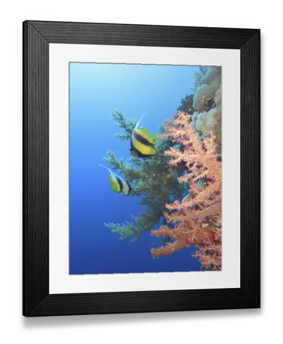 Framed Print : Red sea bannerfish (Heniochus intermedius)