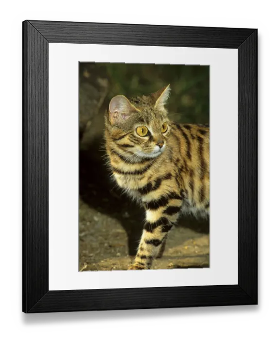 Framed Print : Black-footed cat, black-footed cats (Felis nigripes)