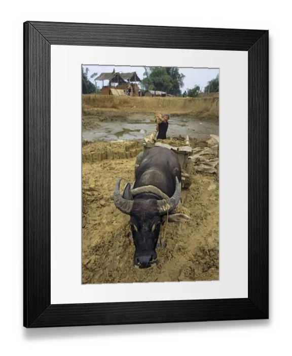 Framed Print : Bubalus arnee f. bubalis, water buffalo Framed Print : Bubalus arnee f. bubalis, water buffalo