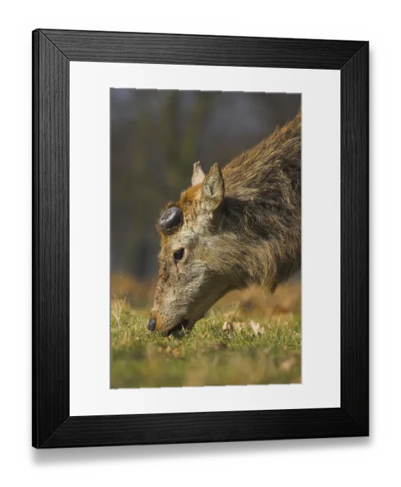 Framed Print : Red Deer (Cervus elaphus) adult male Framed Print : Red Deer (Cervus elaphus) adult male
