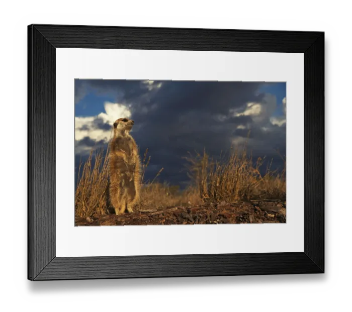 Framed Print : Meerkats (Suricata suricatta) Meerkat Framed Print : Meerkats (Suricata suricatta) Meerkat