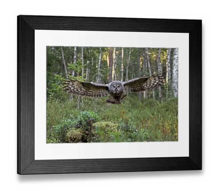 Framed Print : Great Grey Owl (Strix nebulosa) adult