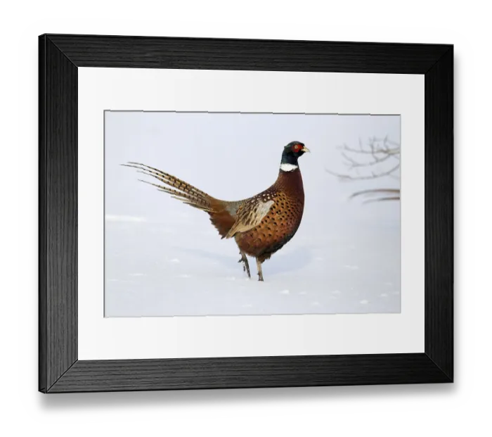 Framed Print : Common pheasant (Phasianus colchicus)