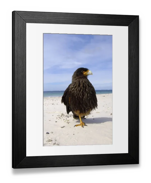 Framed Print : Falkland's Caracara, Falkland's Caracara