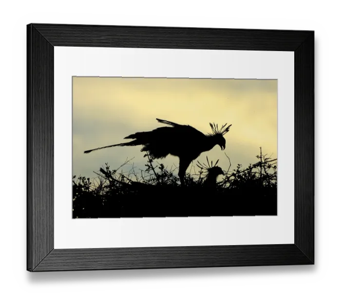 Framed Print : Secretary bird (Sagittarius serpentarius)