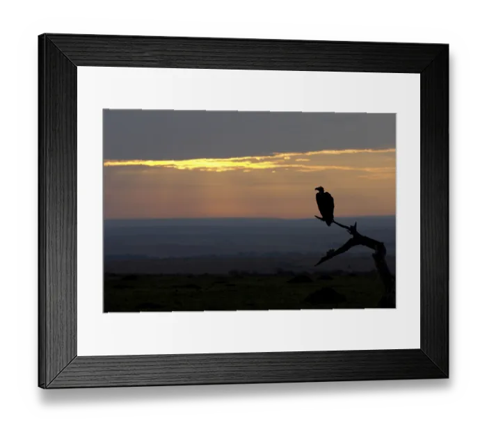 Framed Print : Lappet-faced nubian vulture (Torgos tracheliotus)