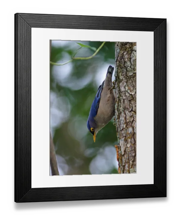 Framed Print : Yellow-billed Nuthatch (Sitta solangiae chienfengensis) adult