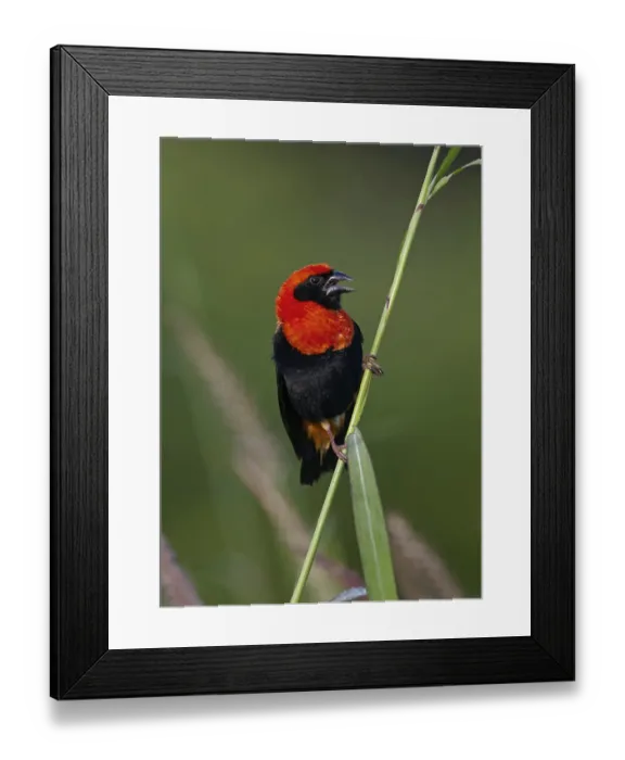 Framed Print : Black-winged red bishop (Euplectes hordeaceus) adult male Framed Print : Black-winged red bishop (Euplectes hordeaceus) adult male