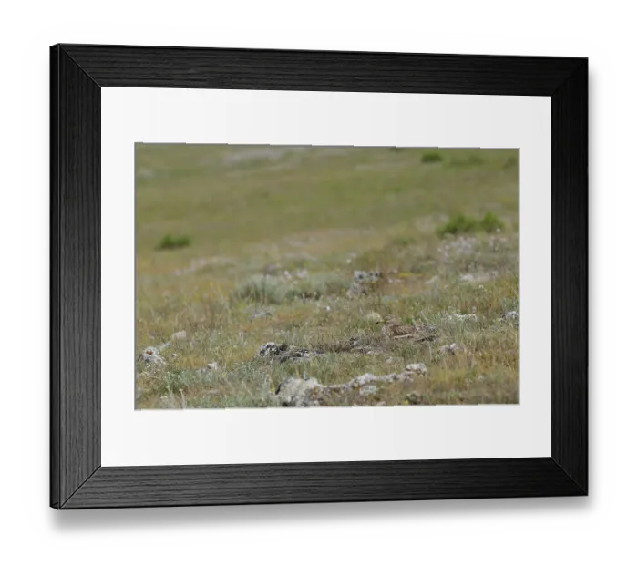 Framed Print : Eurasian Stone-curlew (Burhinus oedicnemus) adult