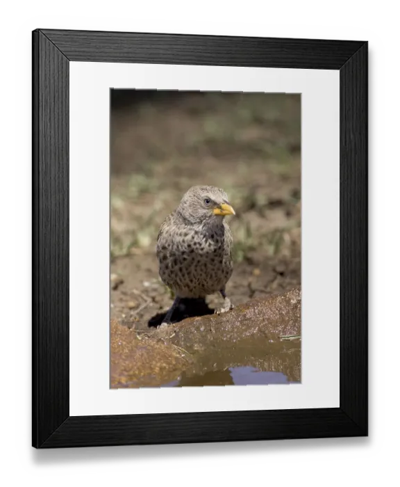 Framed Print : Rufous-tailed weaver (Histurgops ruficauda) Framed Print : Rufous-tailed weaver (Histurgops ruficauda)