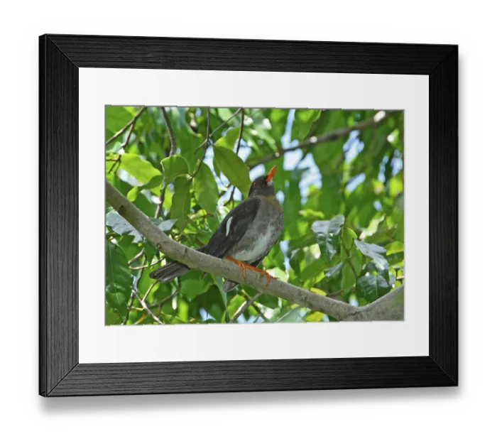 Framed Print : White-chinned thrush (Turdus aurantius) adult