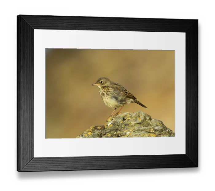 Framed Print : Rock Pipit (Anthus petrosus) juvenile Framed Print : Rock Pipit (Anthus petrosus) juvenile
