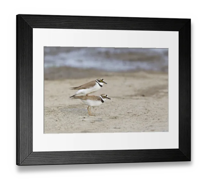Framed Print : Little Ringed Plover (Charadrius dubius) adult pair