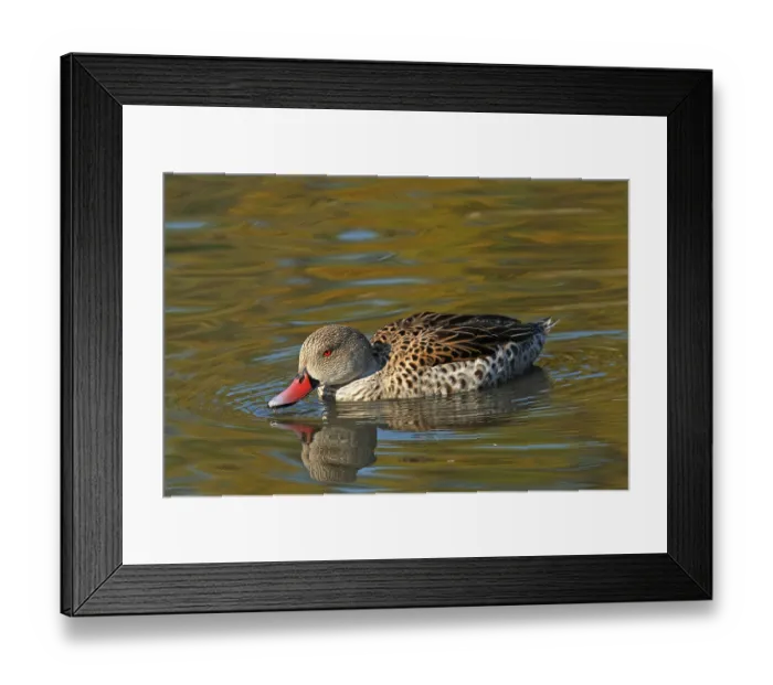Framed Print : Cape teal (Anas capensis), Cape duck Framed Print : Cape teal (Anas capensis), Cape duck