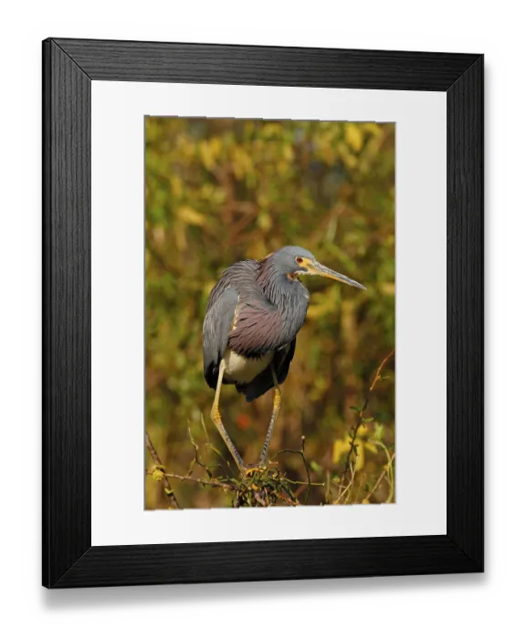 Framed Print : Tricolored heron, Herons, Animals