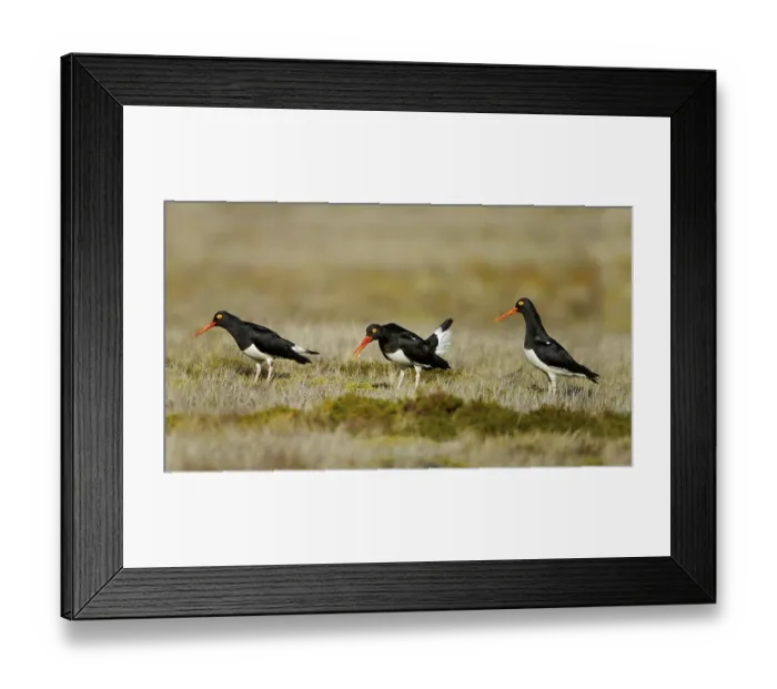 Framed Print : Magellanic Oystercatcher (Haematopus leucopodus)