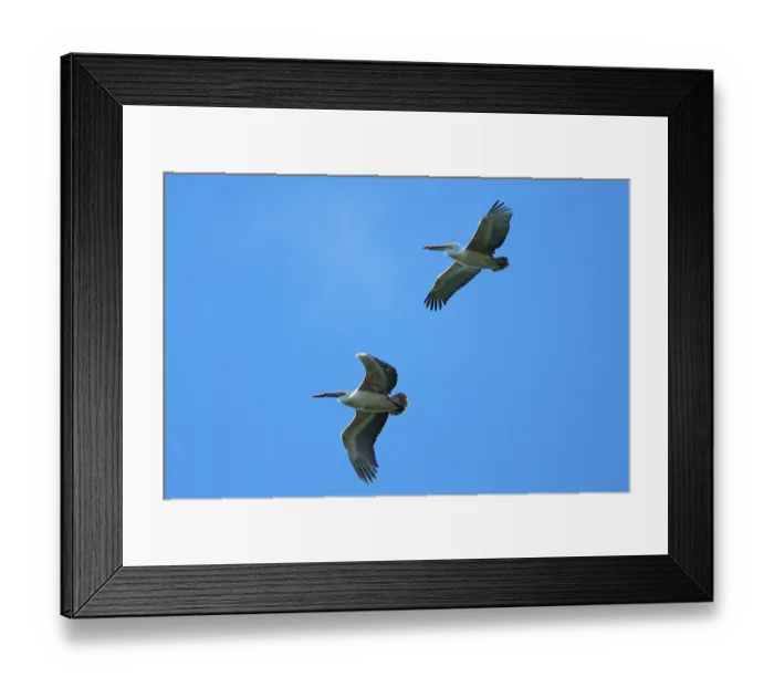 Framed Print : Spot-billed pelican (Pelecanus philippensis)