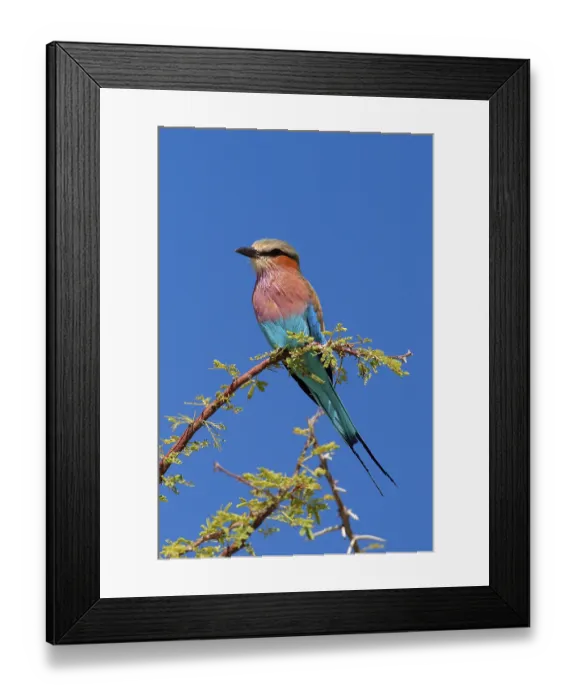 Framed Print : Lilac breasted roller (Coracias caudata)