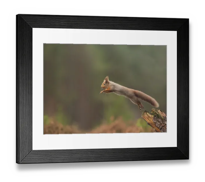 Framed Print : Eurasian red squirrel (Sciurus vulgaris)